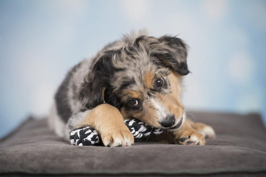 LABONI - Hundespielzeug - Bonnie Bone