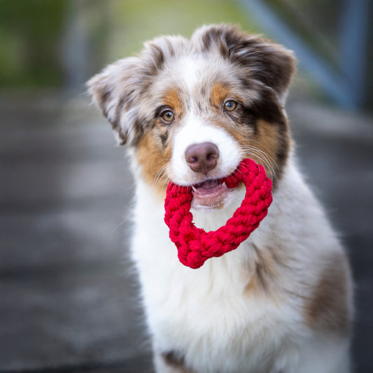 LABONI - Hundespielzeug - Heart Mini