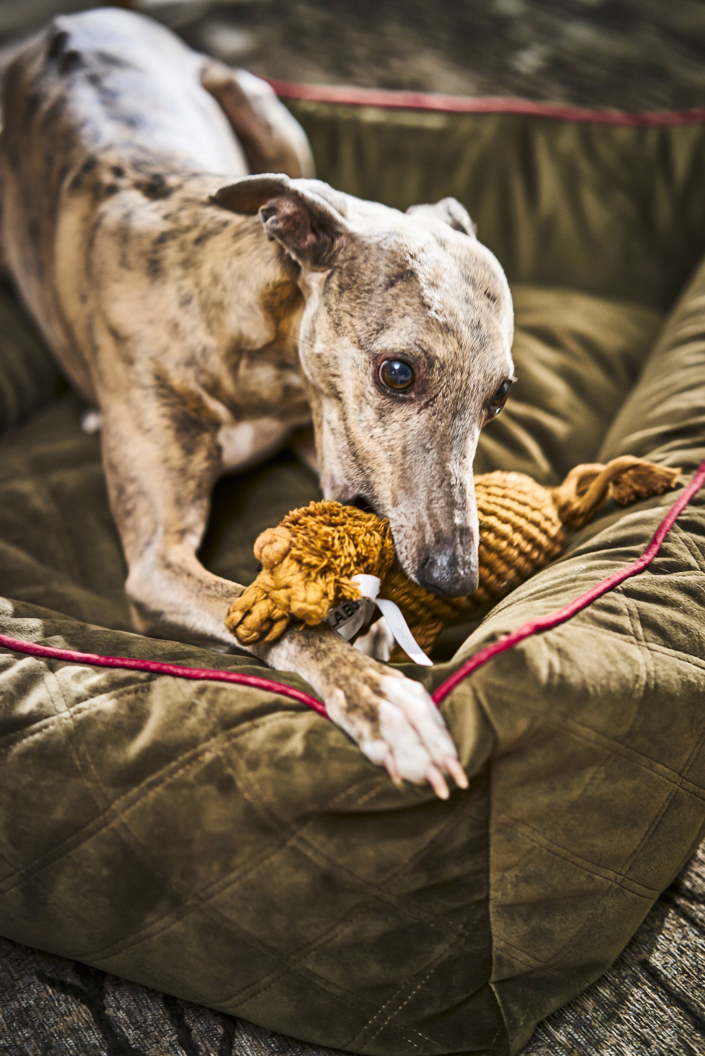 LABONI - Hundespielzeug - Franz Pferdinand