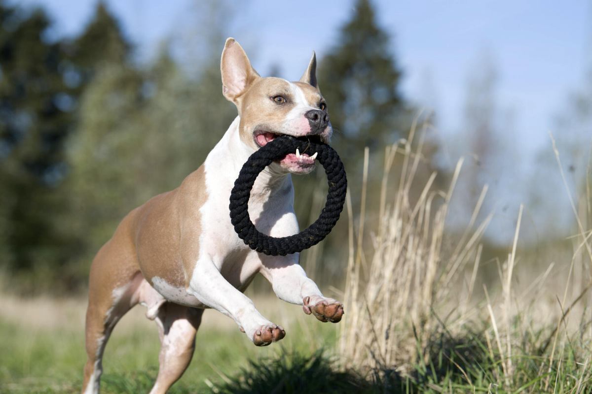 LABONI - Hundespielzeug - Ringo Ring