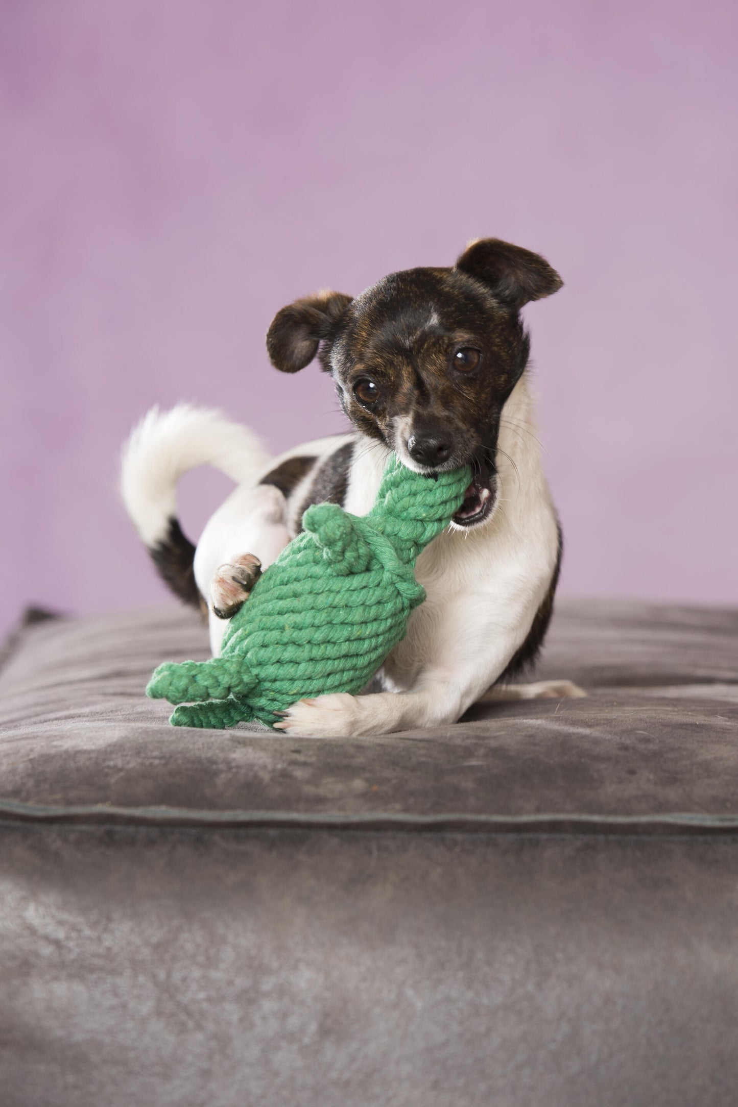 LABONI - Hundespielzeug - Tina Turtle