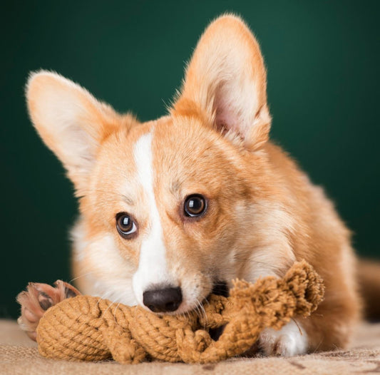 LABONI - Hundespielzeug - Heinrich Hase