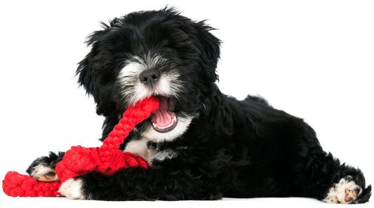 LABONI - Hundespielzeug - Hugo Hummer