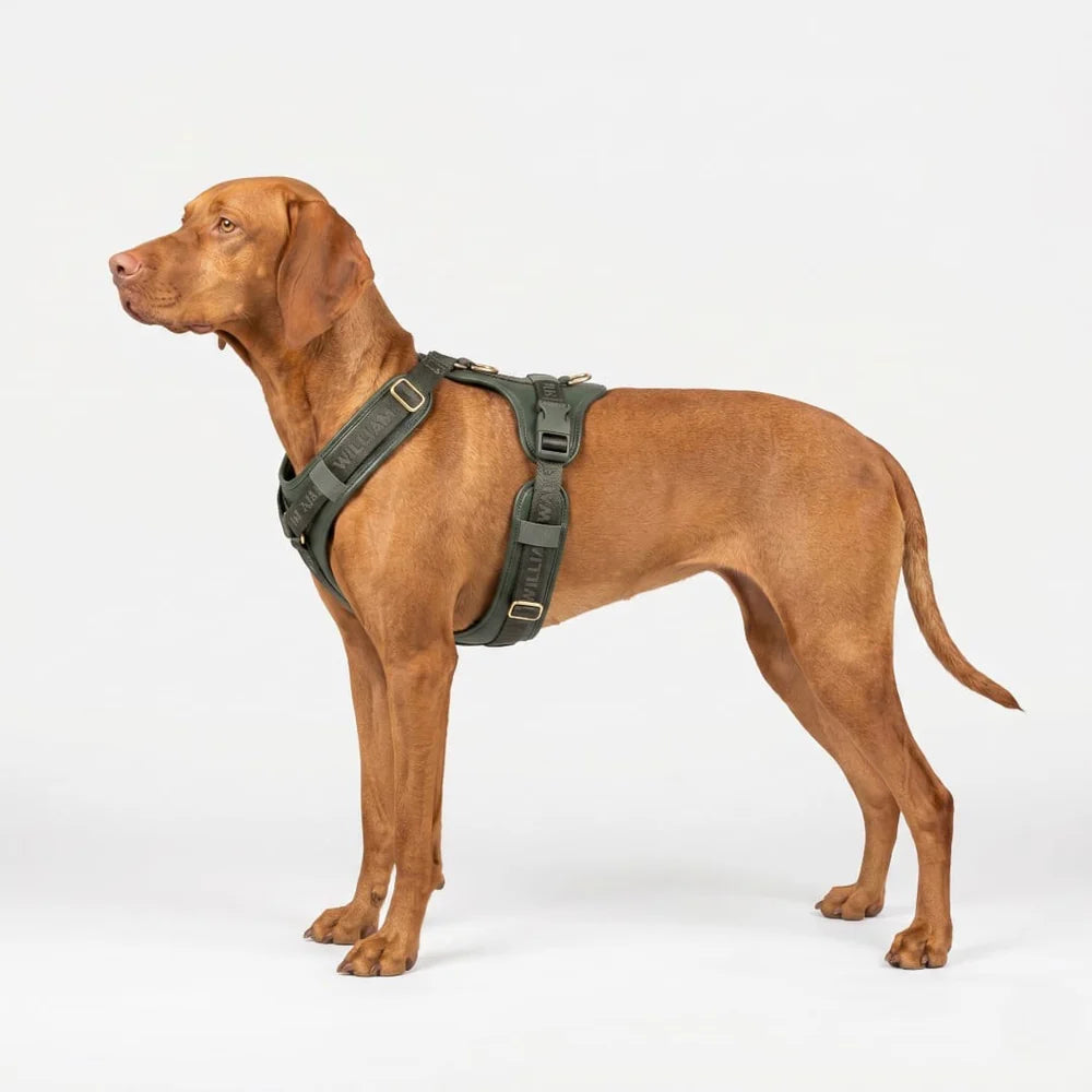 William Walker - Leder Y-Hundegeschirr "Plain" in Dark Moss - Ergonomisch & Gepolstert