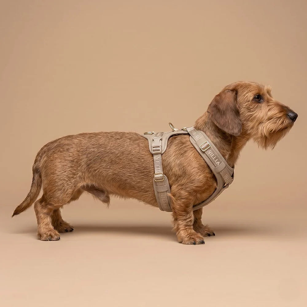 William Walker - Leder Y-Hundegeschirr "Plain" in Sand - Ergonomisch & Gepolstert