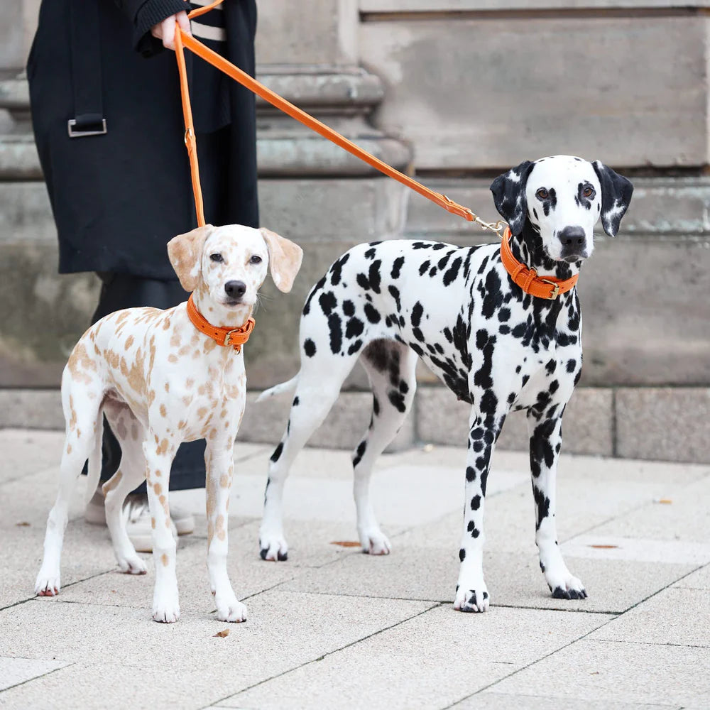 William Walker - Plain - Lederleine - Amber