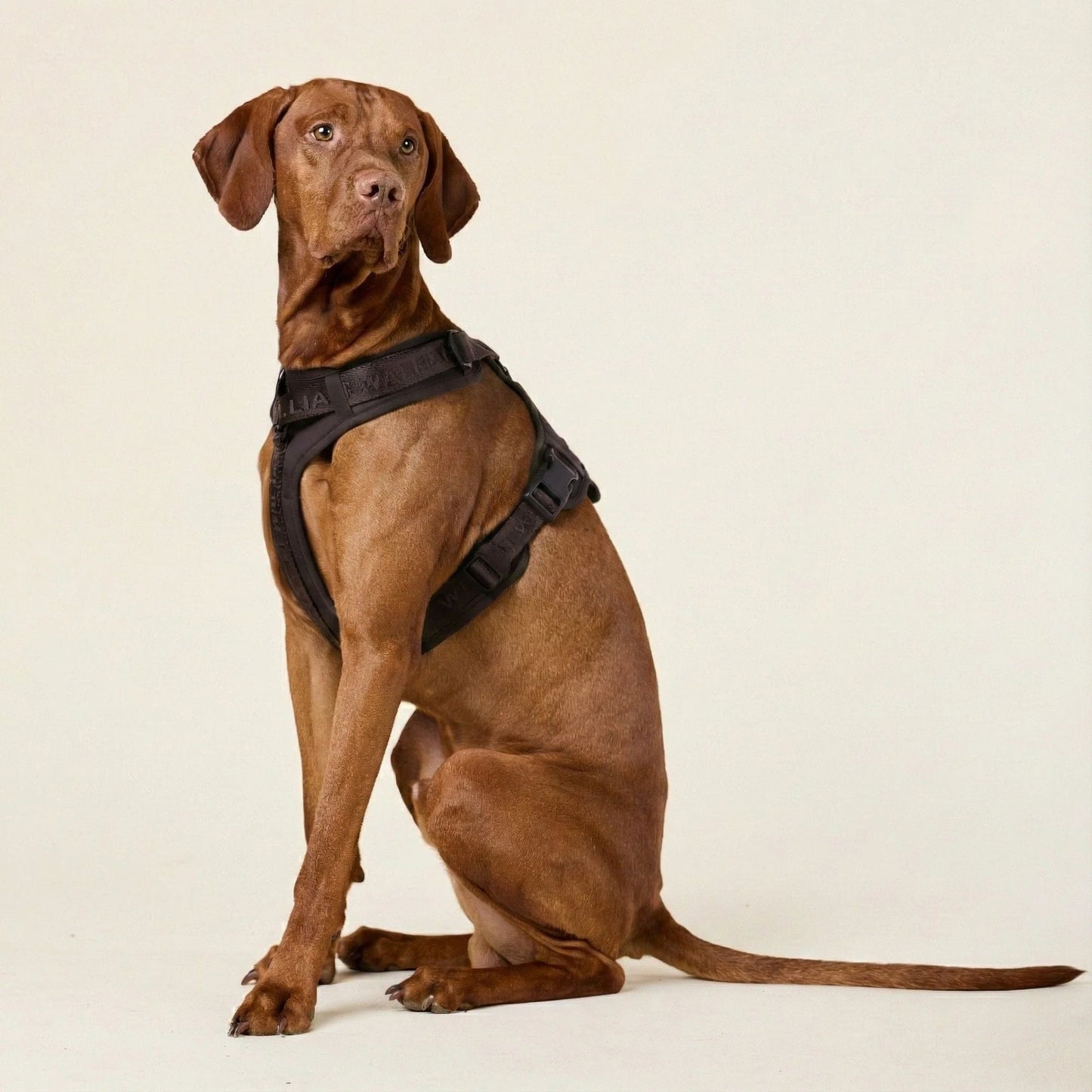 Braunes William Walker Y-Hundegeschirr Apex Earth mit Mesh-Polsterung und schwarzen BeschlÀgen bei Lottes Fellfreunde.