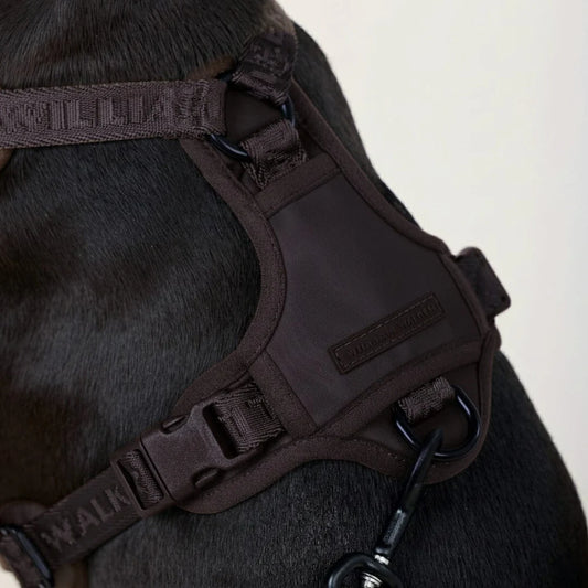 Braunes William Walker Y-Hundegeschirr Earth mit Mesh-Polsterung und schwarzen Beschlägen bei Lottes Fellfreunde.