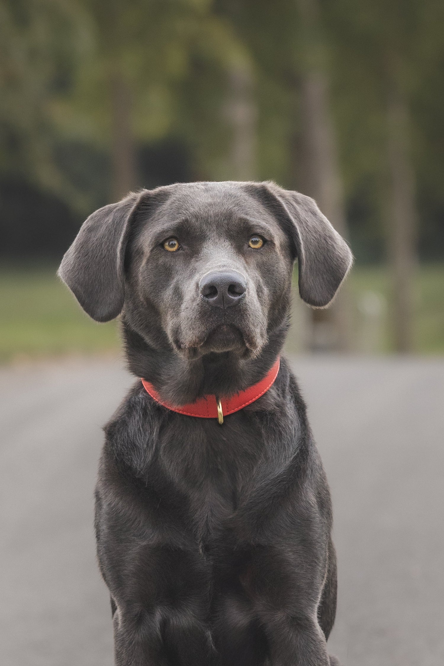 Peppers Powercollection