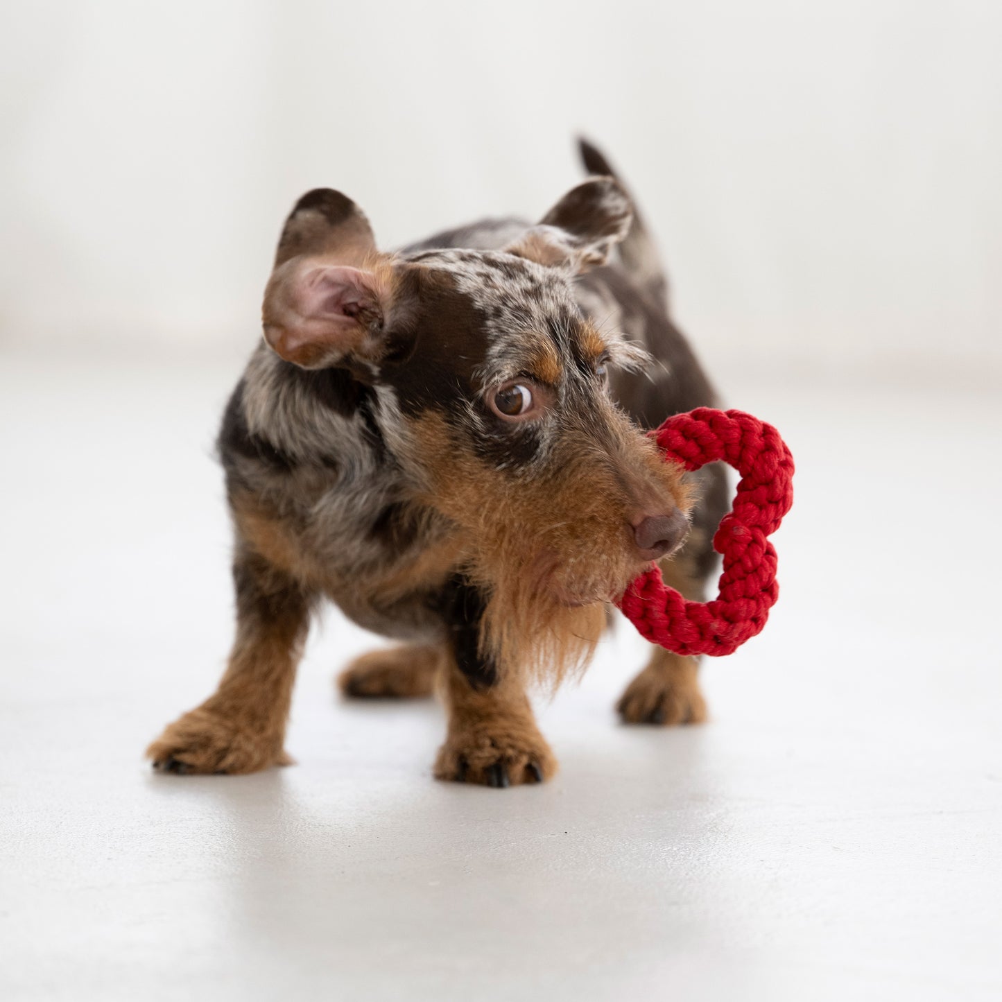 LABONI - Hundespielzeug - Heart Mini