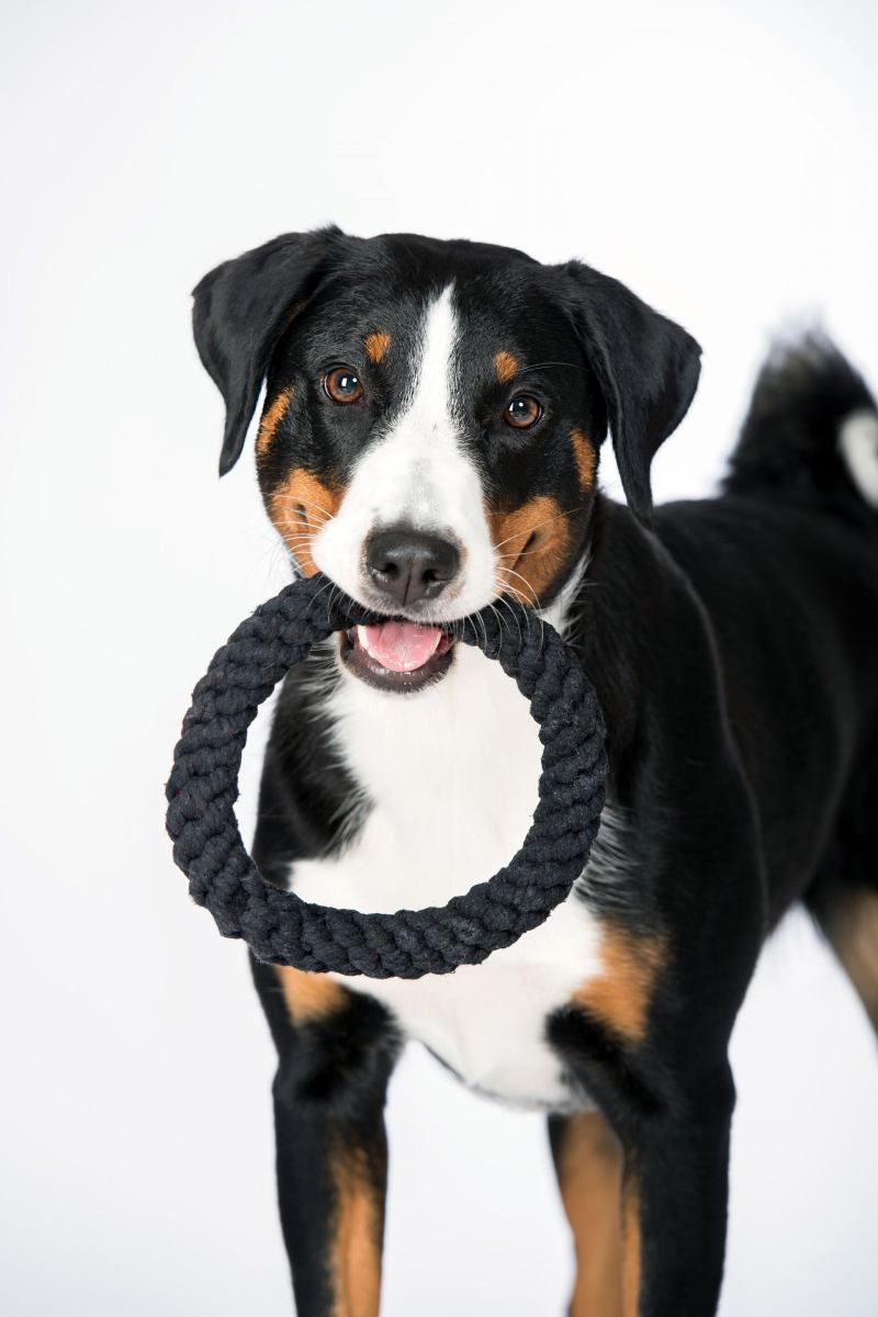 LABONI - Hundespielzeug - Ringo Ring