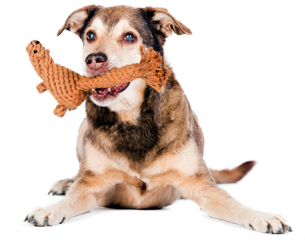 LABONI - Hundespielzeug - Eddie Eichhorn