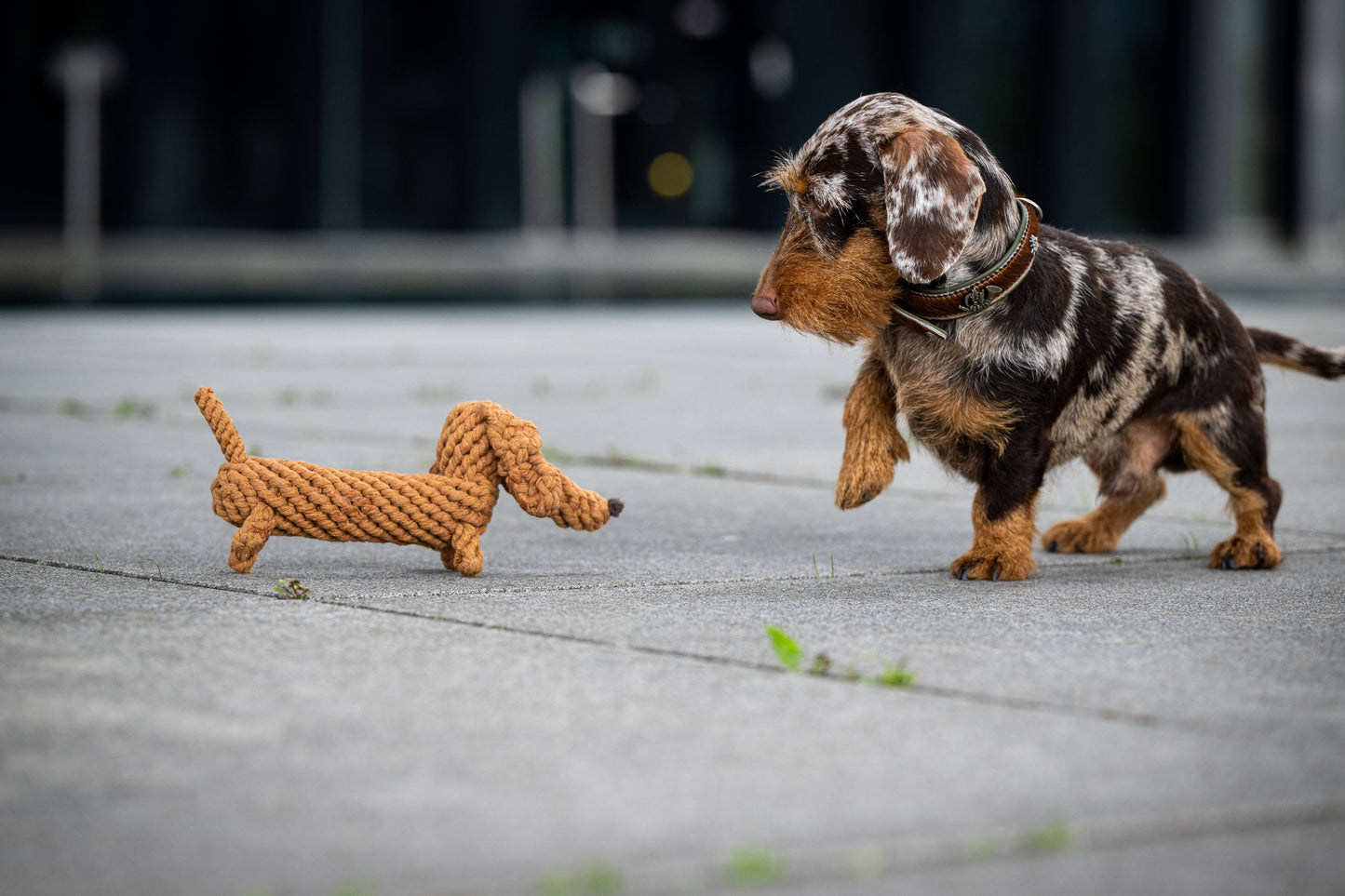 LABONI - Hundespielzeug Diego Dackel