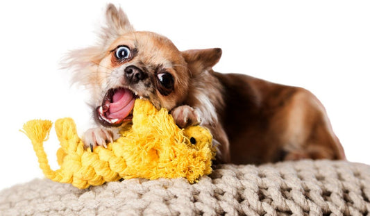 LABONI - Hundespielzeug - Leo Löwe