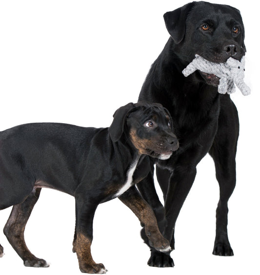 LABONI - Hundespielzeug - Elton Elefant