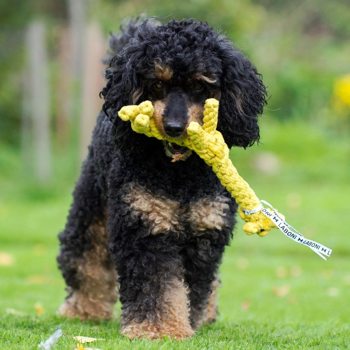 LABONI - Hundespielzeug - Greta Giraffe