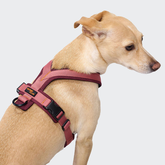Cloud7 - Y-1 Geschirr AKTIV Air-Mesh „Aubergine / Soft Rose“