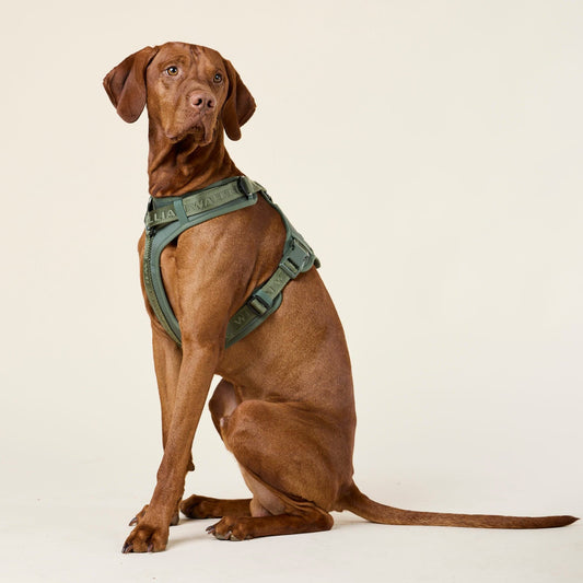 William Walker - Y-Hundegeschirr Forest - Ergonomisches Mesh- & Neopren-Geschirr (Grün)