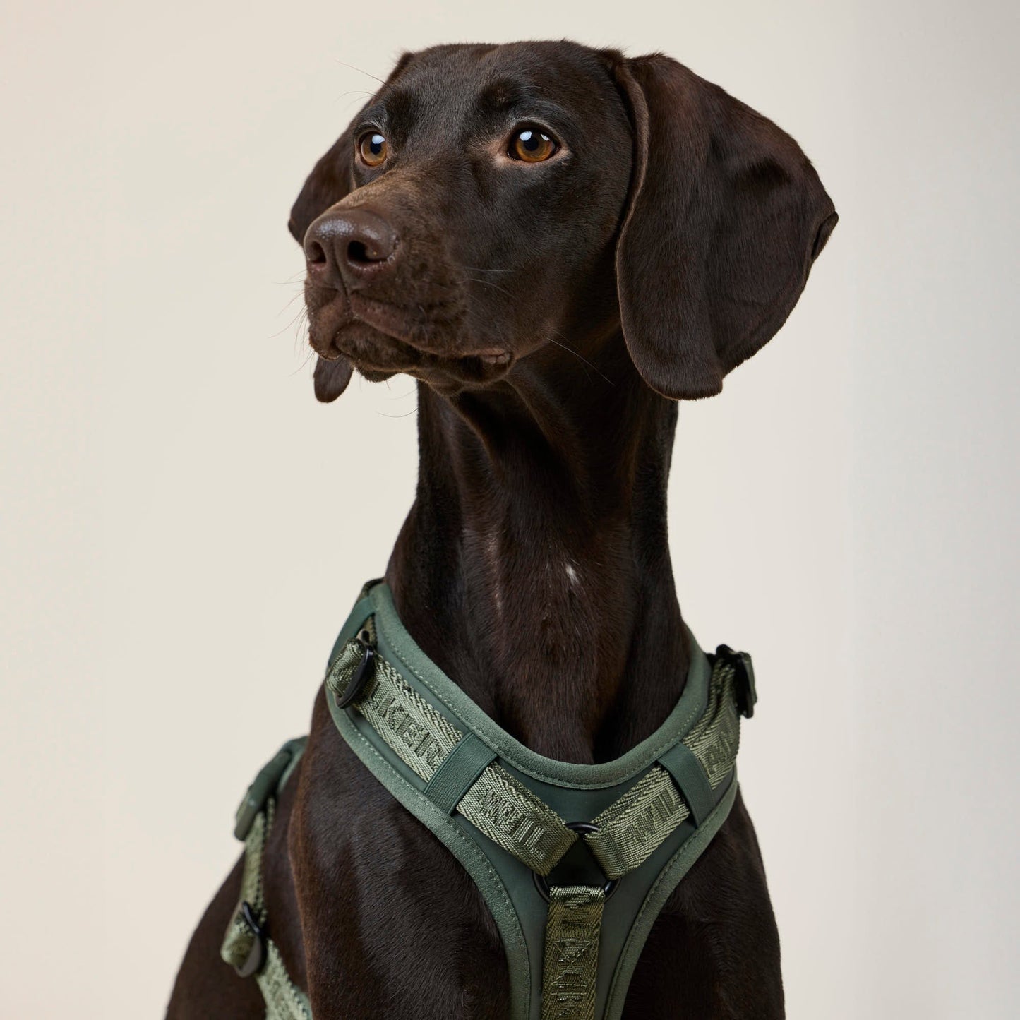 William Walker - Y-Hundegeschirr Forest - Ergonomisches Mesh- & Neopren-Geschirr (Grün)