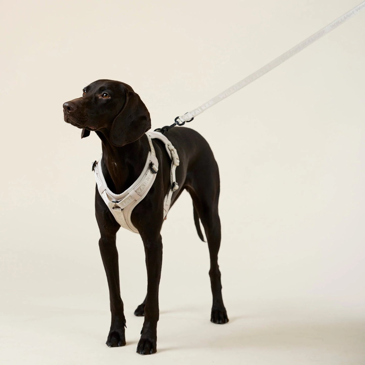 William Walker - Y-Hundegeschirr Sand - Ergonomisches Mesh- & Neopren-Geschirr (Beige)