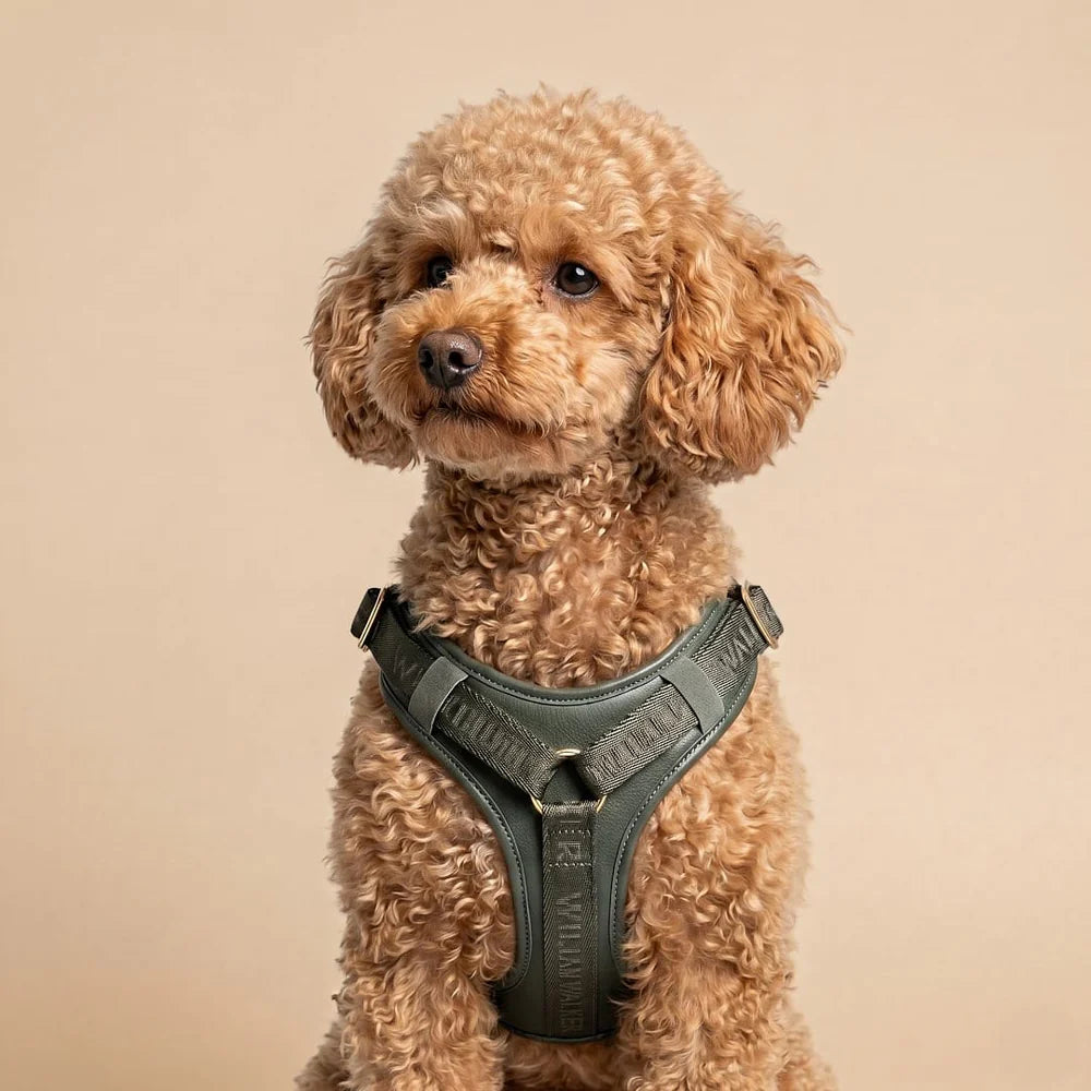 William Walker - Leder Y-Hundegeschirr "Plain" in Dark Moss - Ergonomisch & Gepolstert