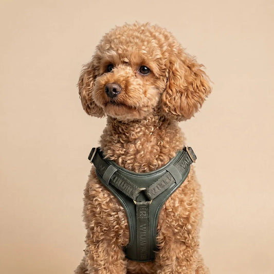 William Walker - Leder Y-Hundegeschirr "Plain" in Dark Moss - Ergonomisch & Gepolstert