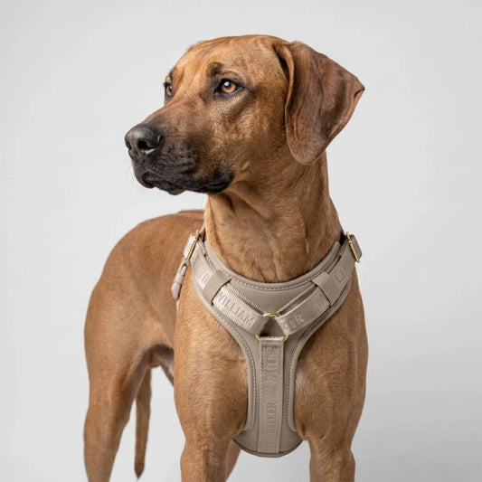 William Walker - Leder Y-Hundegeschirr "Plain" in Sand - Ergonomisch & Gepolstert