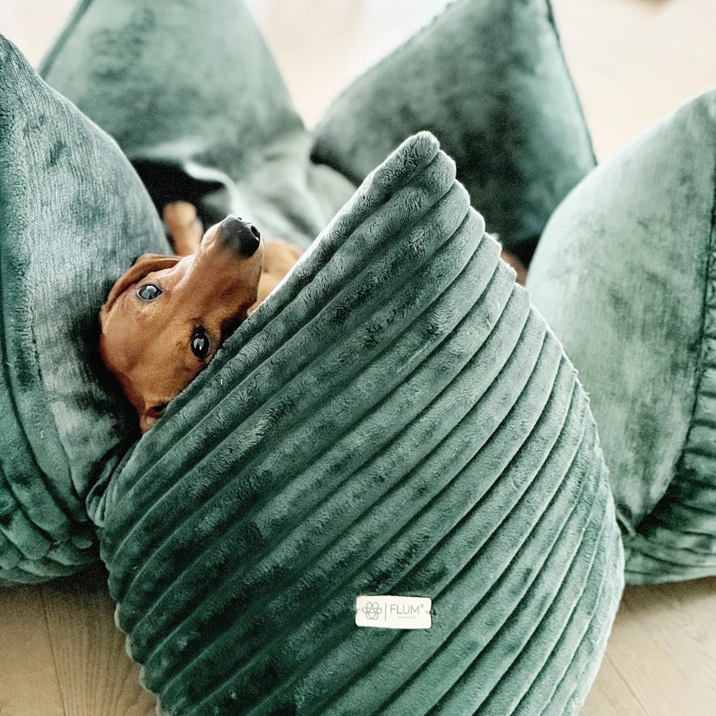 Elegantes FLUM Hundekissen in Tannengrün aus Breitcord und Veloursamt in Sternform.