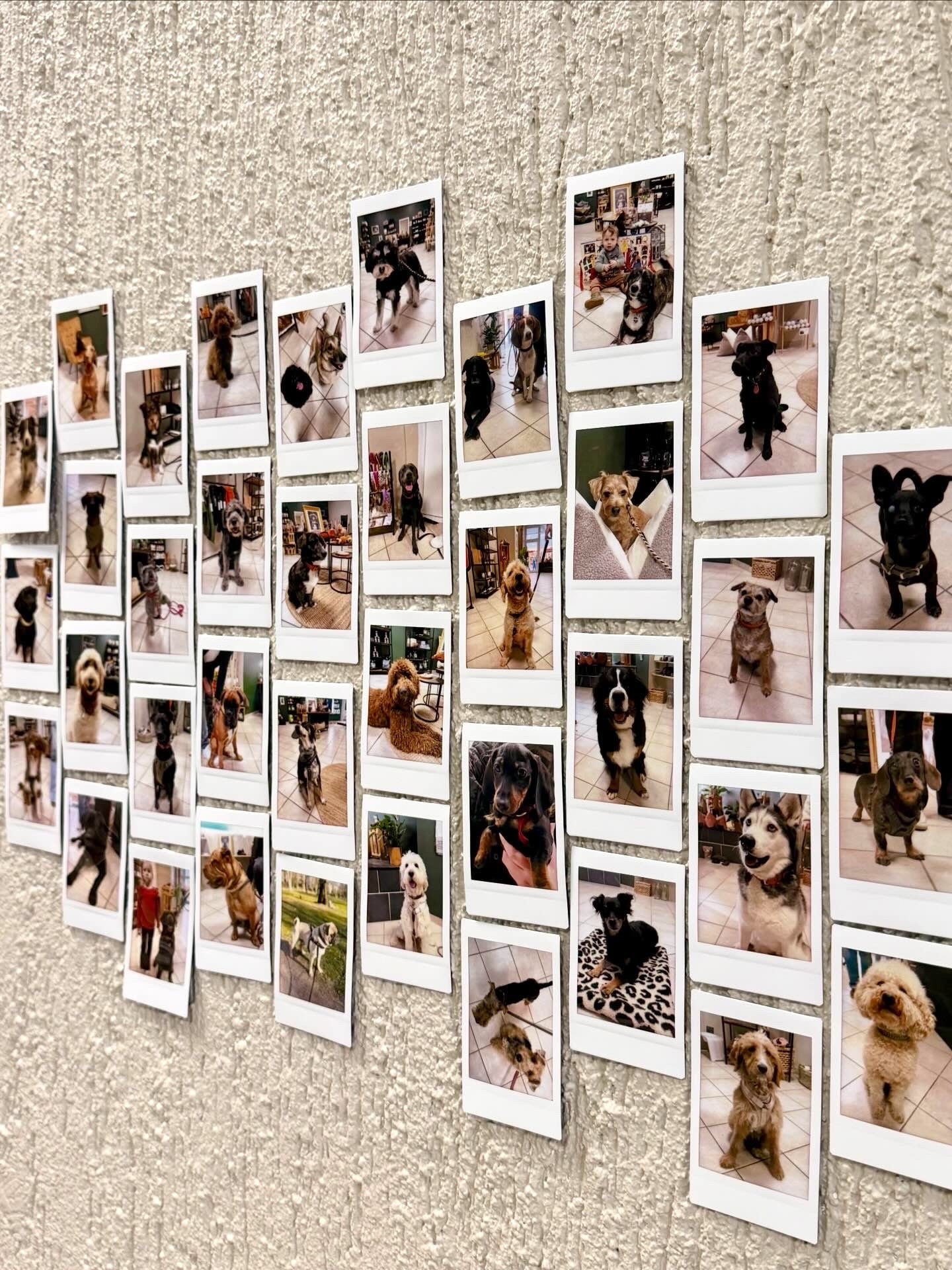 Die Stammkunden-Wand bei Lottes Fellfreunde in Koblenz